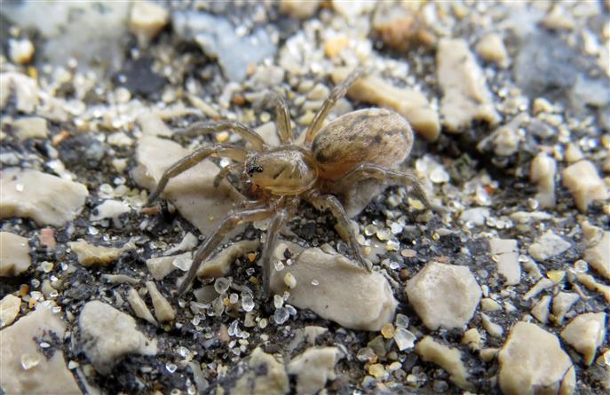 Lycosidae:  Trochosa sp.  - Costa de Caparica (Portogallo)